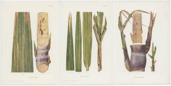 David Shepherd North Collection now available online -thumbnail